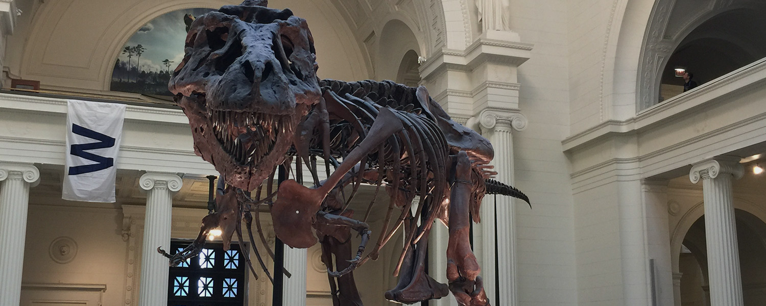 SUE the T Rex at the Field Museum in Chicago