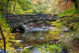 A photo of a forest representing In Appreciation of Teachers